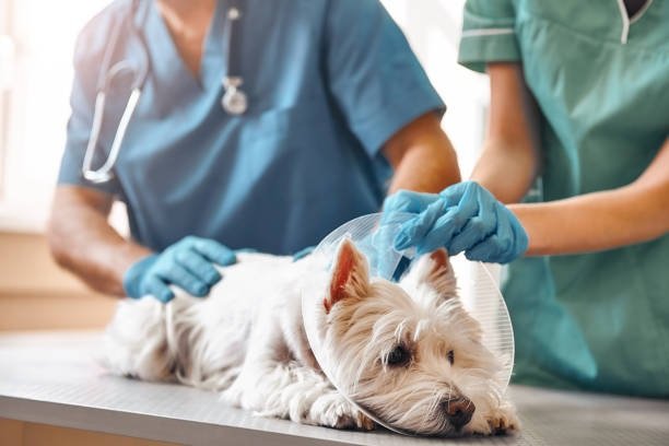 Responding Swiftly: Navigating Emergency Veterinary Care in Singapore